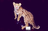 石虎藏品圖，第2張